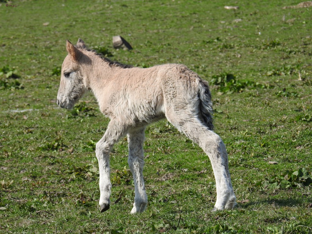 Konikpaard